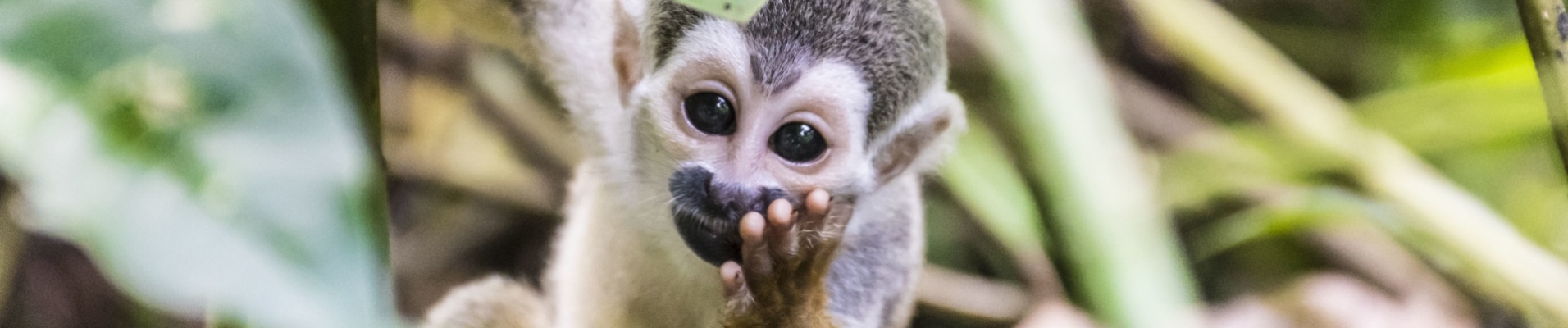 bebe-singe-colombie