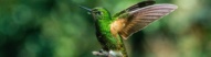 colibri-parc-naturel-colombie