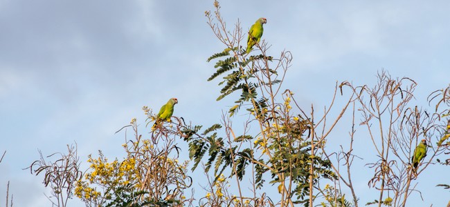 oiseaux casanare