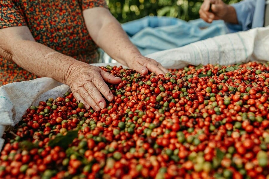 Grain de café Colombien