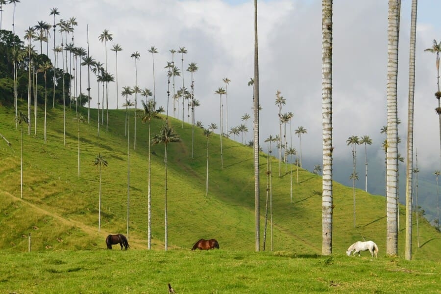 Vallée de Cocora