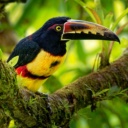 aracari-toucan-oiseau-colombie