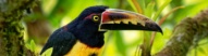 aracari-toucan-oiseau-colombie