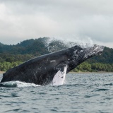 baleine-bosse-nuqui-choco-colombie