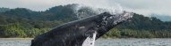 baleine-bosse-nuqui-choco-colombie