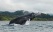 baleine-bosse-nuqui-choco-colombie