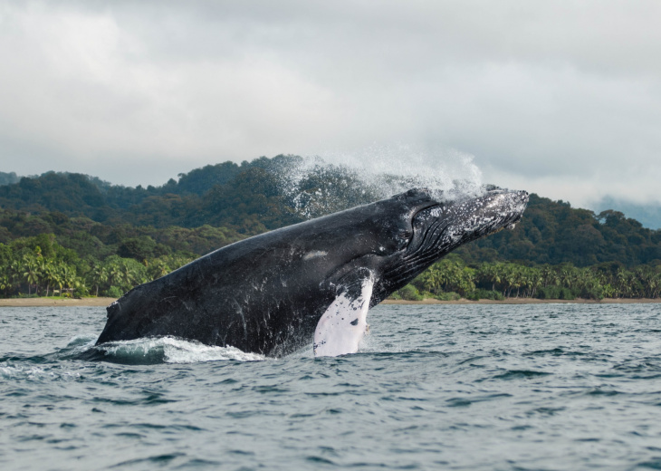 baleine-bosse-nuqui-choco-colombie