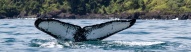 baleine-cote-pacifique-colombie