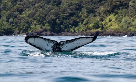 baleine-cote-pacifique-colombie