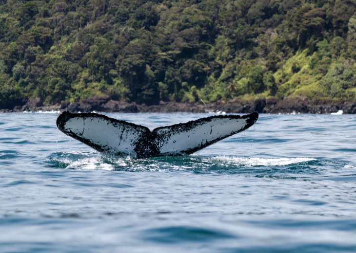 baleine-cote-pacifique-colombie