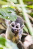 bebe-singe-colombie