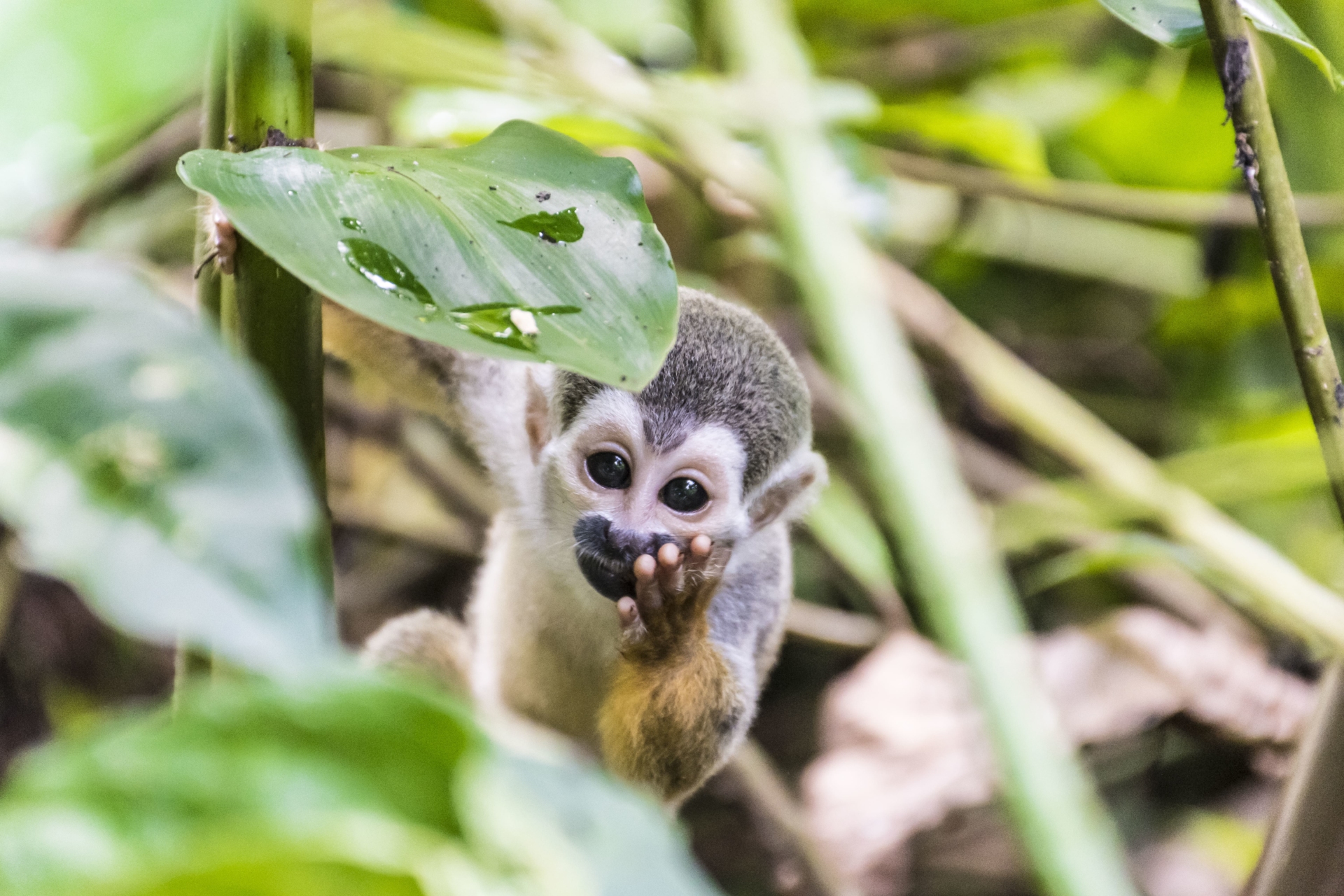 bebe-singe-colombie