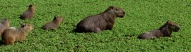 capybaras-animaux-los-llanos-colombie