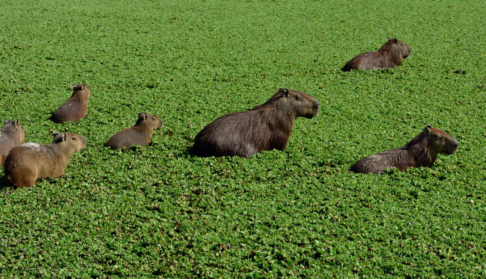 capybaras-animaux-los-llanos-colombie