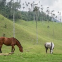 chevaux-vallee-cocora-colombie