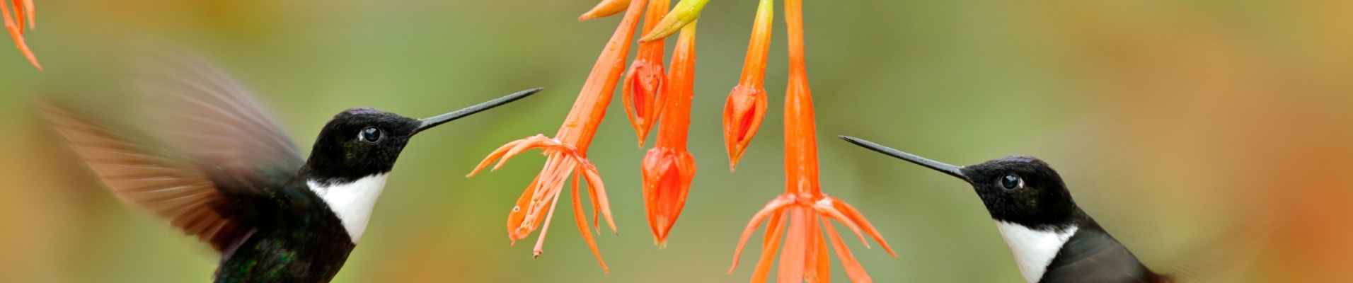 colibri-fleur-faune-colombie