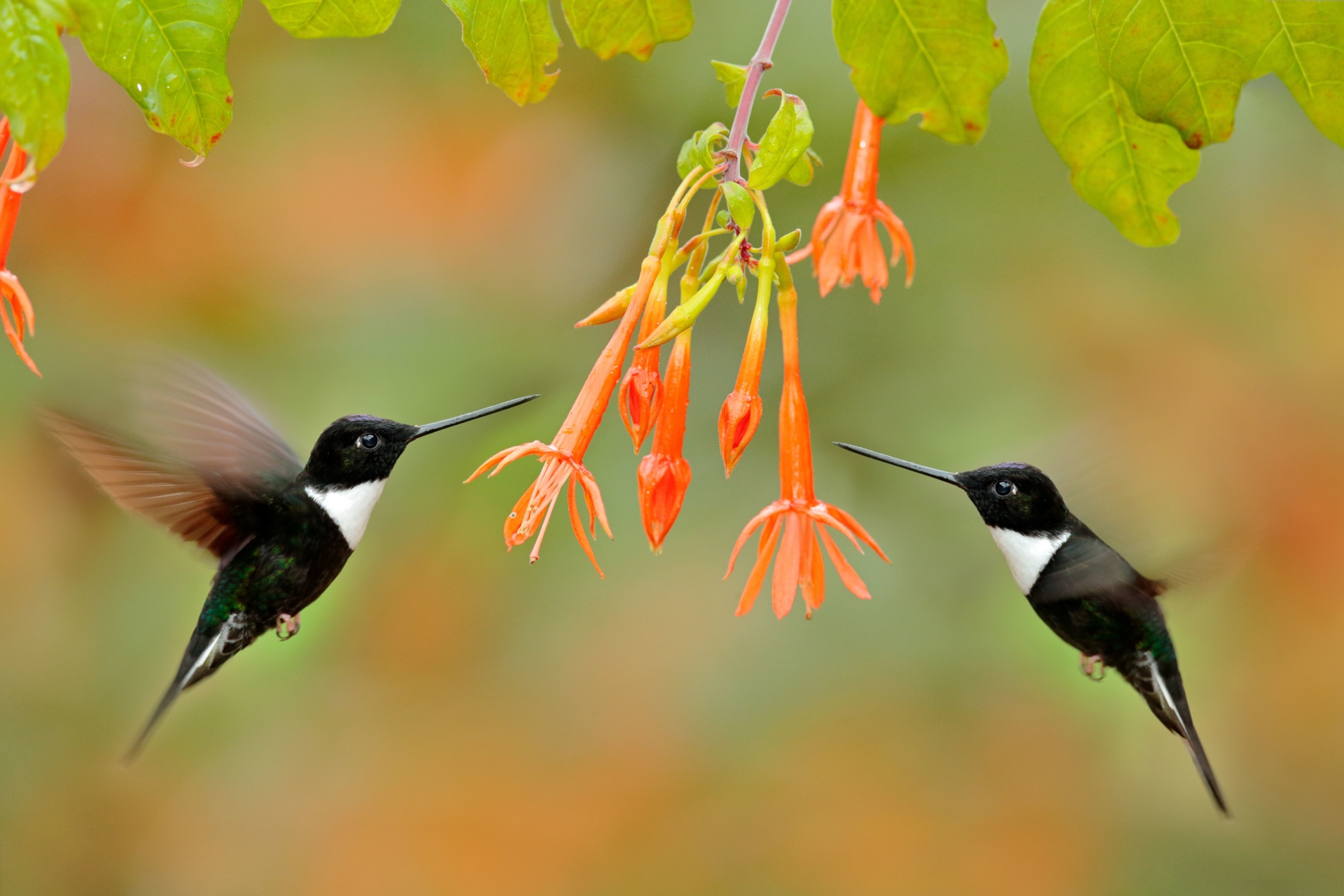 colibri-fleur-faune-colombie