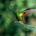 colibri-parc-naturel-colombie