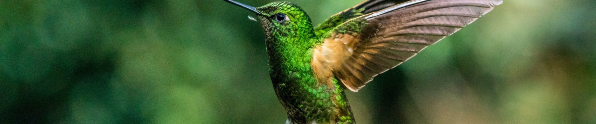colibri-parc-naturel-colombie