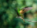colibri-parc-naturel-colombie