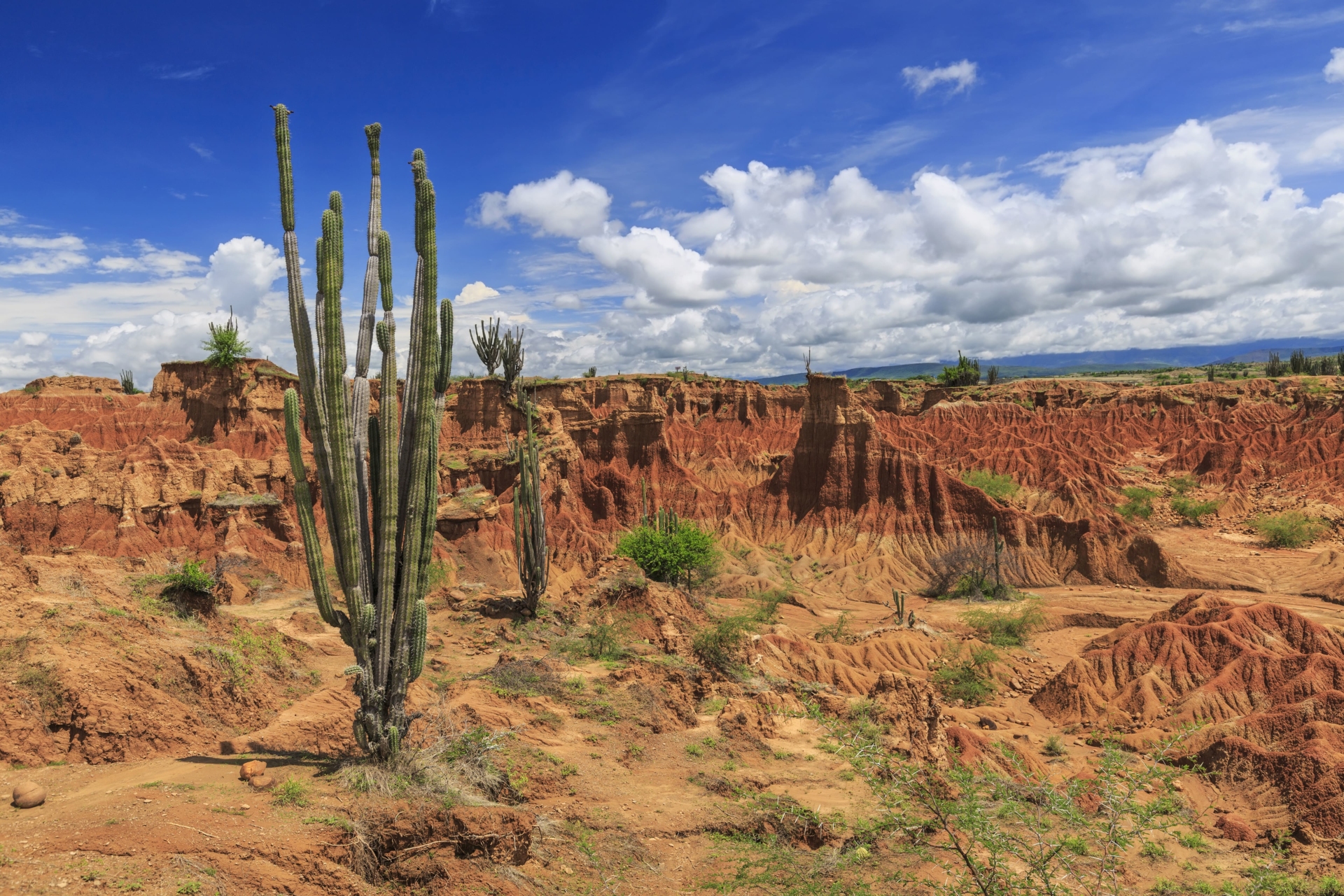 Desert-Tatacoa-cactus-colombie