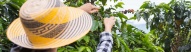 femme-recolte-café-plantation-colombie