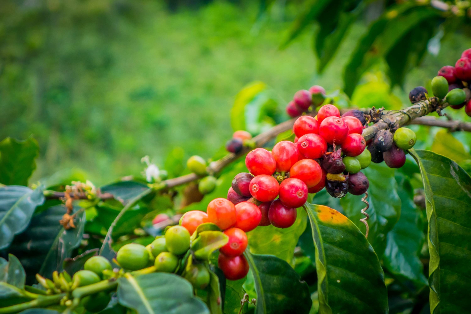 grain-café-finca-colombie