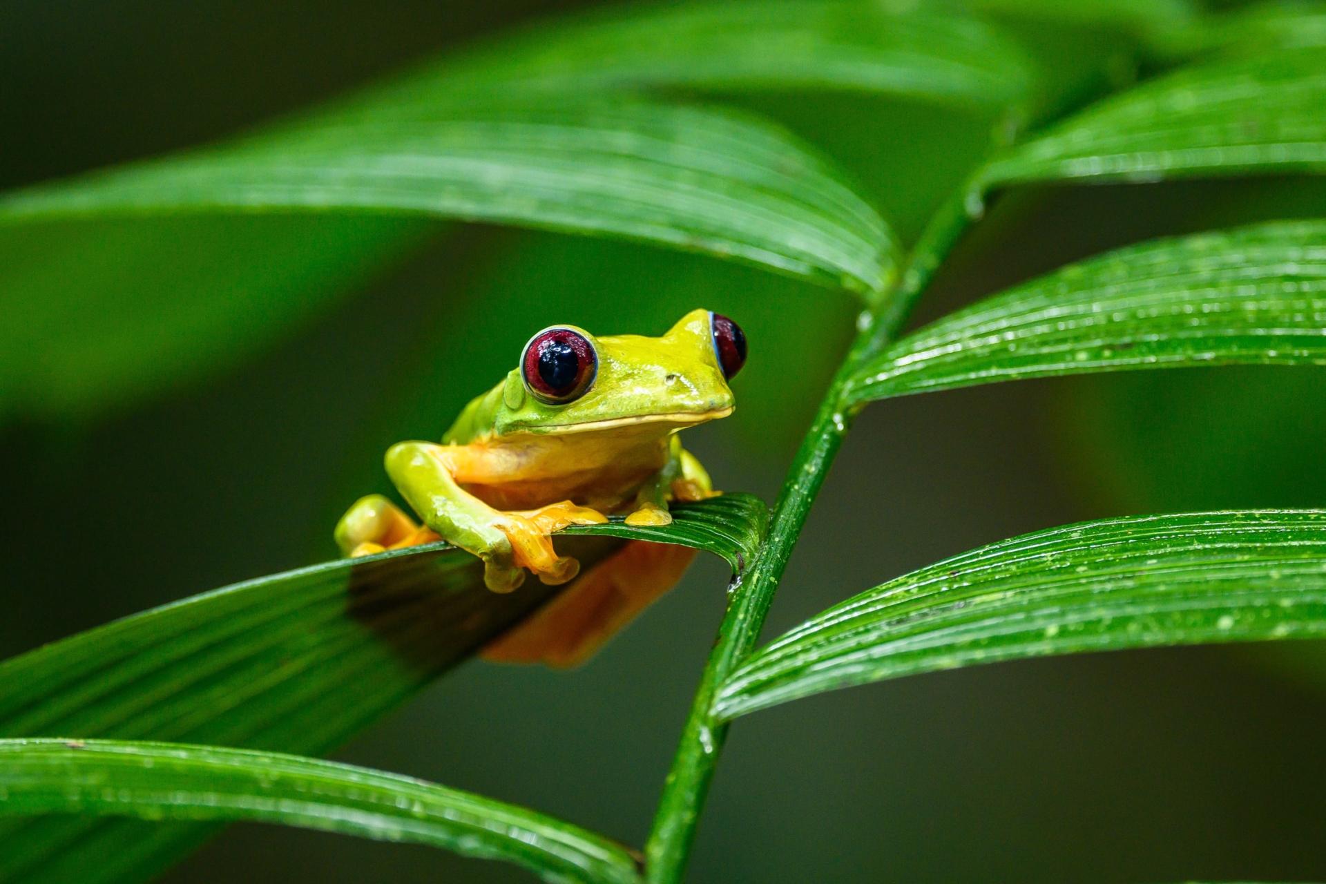 grenouille-faune-sauvge-colombie