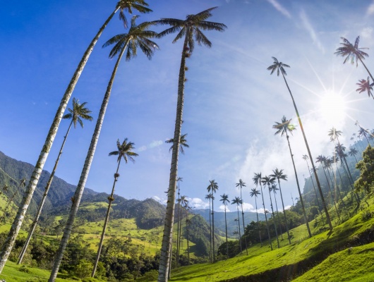 palmier-géants-vallée-cocora-colombie