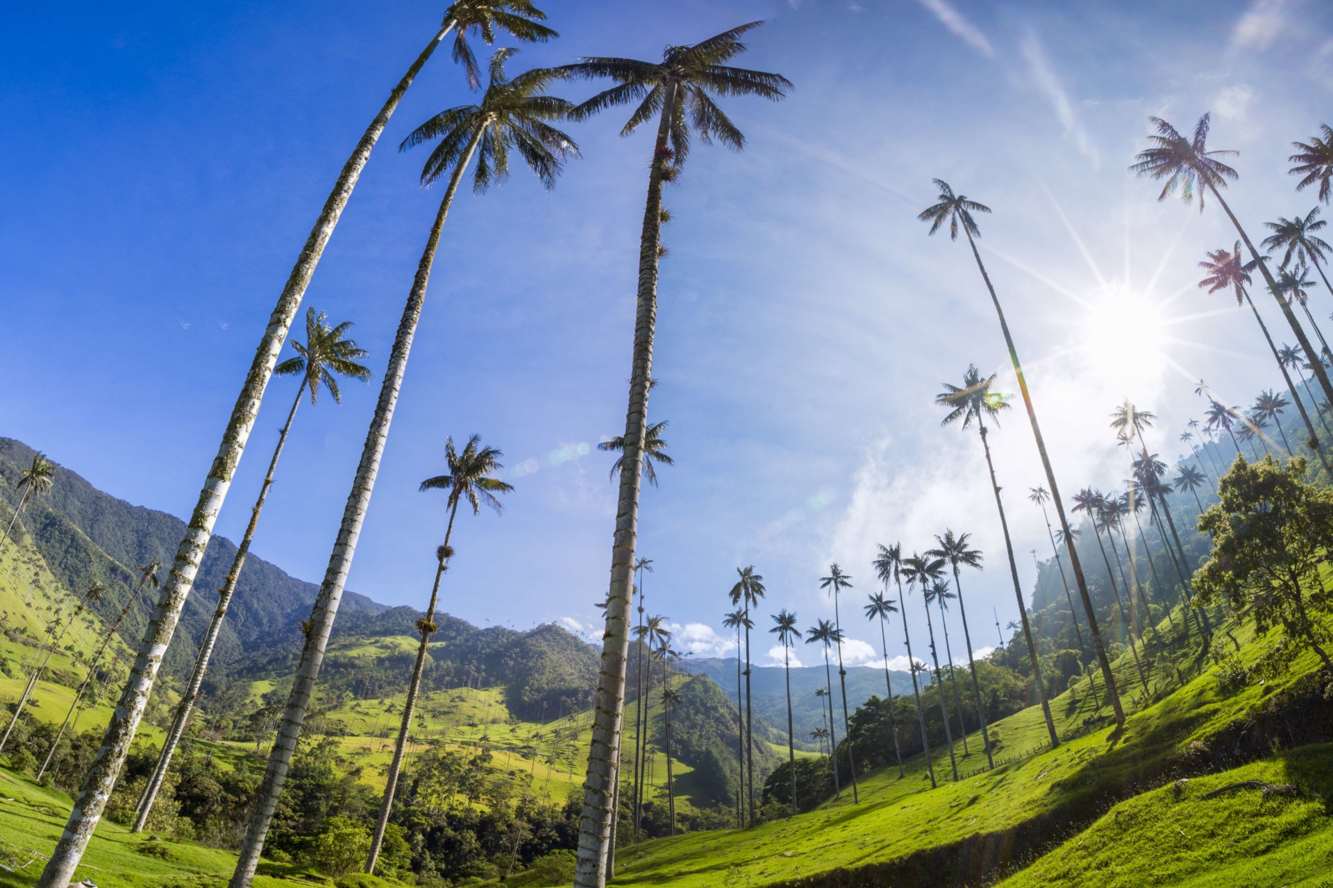 palmier-géants-vallée-cocora-colombie