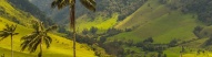 palmier-vallée-cocora-colombie