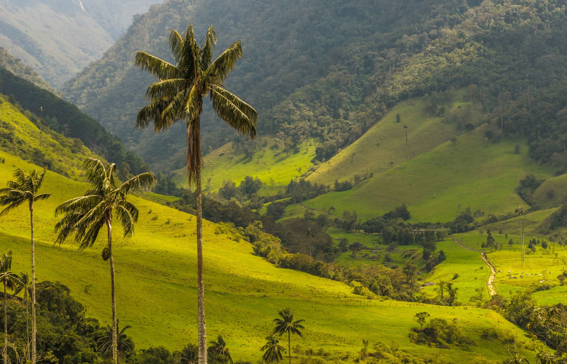 palmier-vallée-cocora-colombie