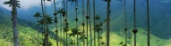 palmiers-cire-cocora-colombie
