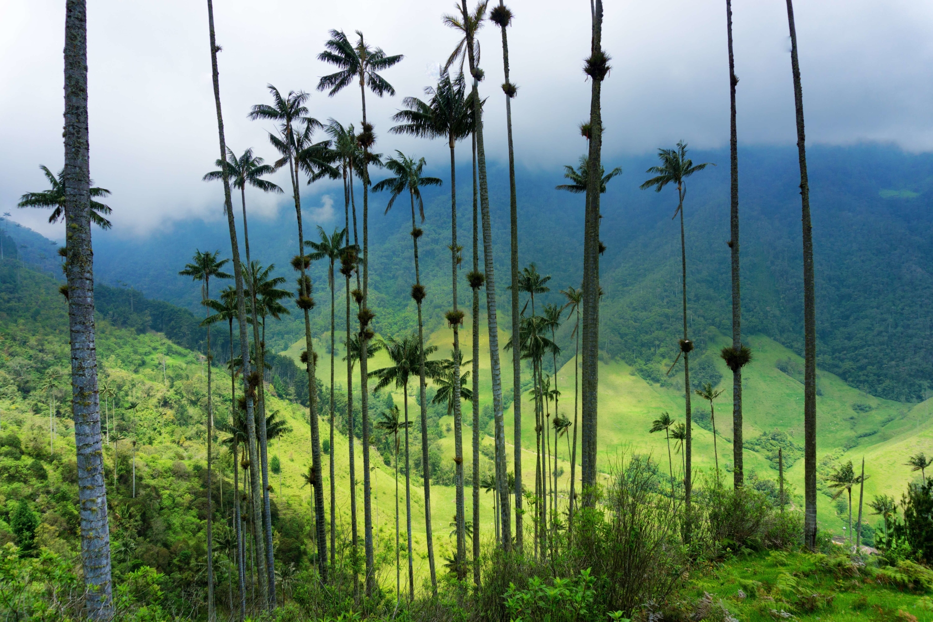 palmiers-cire-cocora-colombie