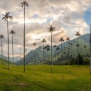panorama-vallée-cocora-palmiers-géant-salento-colombie