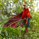 Perroquet-aras-foret-tropicale-colombie