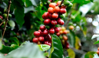 plan-café-graine-plante-colombie