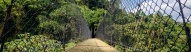 pont-suspendu-canopee-colombie