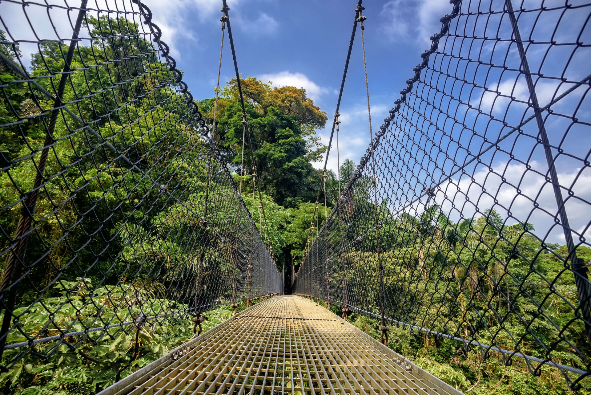 pont-suspendu-canopee-colombie