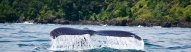 queue-baleine-pacifique-colombie