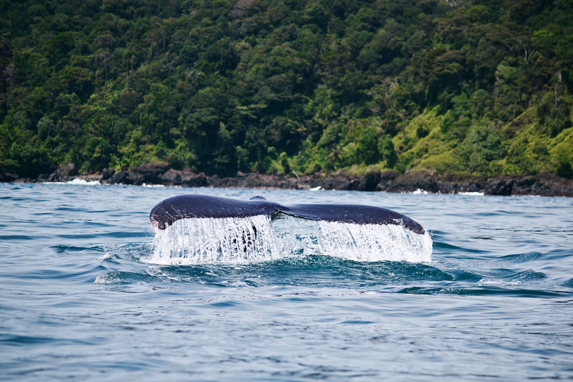 queue-baleine-pacifique-colombie
