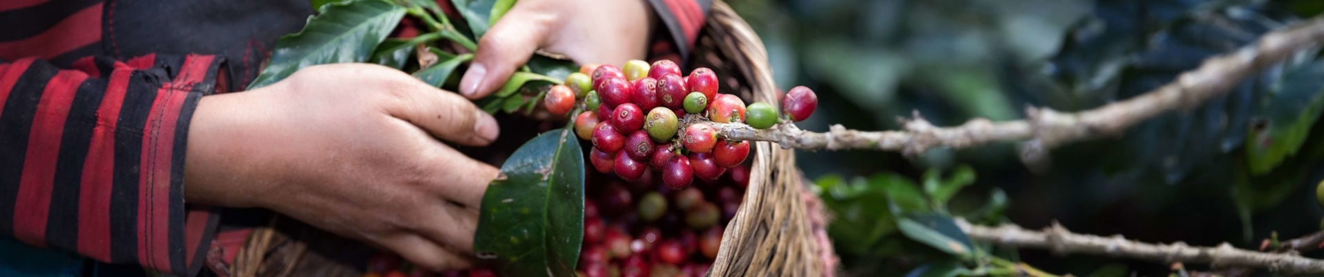 recolte-graine-café-colombie