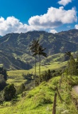 région-du-café-vallée-verdoyante-colombie