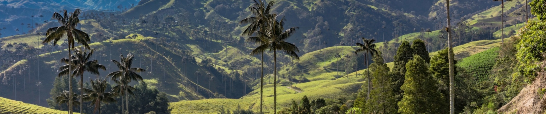 région-du-café-vallée-verdoyante-colombie