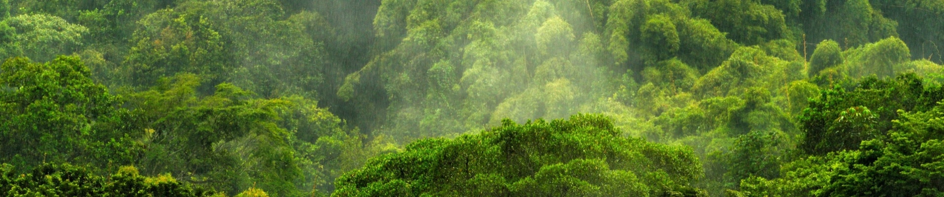 saison-pluie-rain-forest-colombie