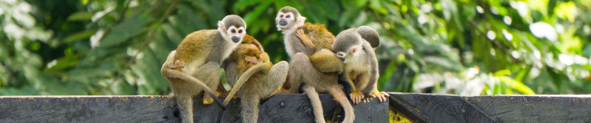 singe-famille-colombie