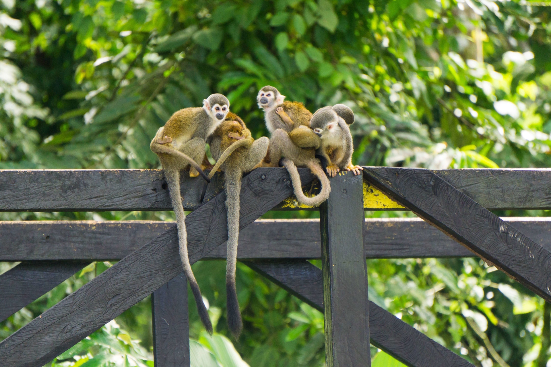 singe-famille-colombie
