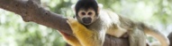 singe-jaune-colombie