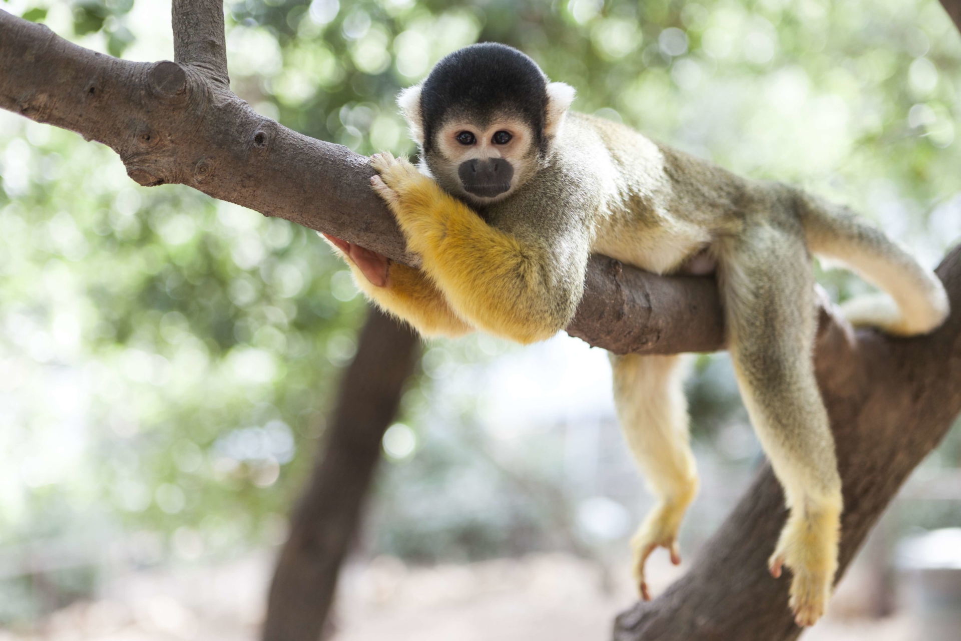 singe-jaune-colombie