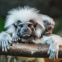 singe-tamarin-colombie